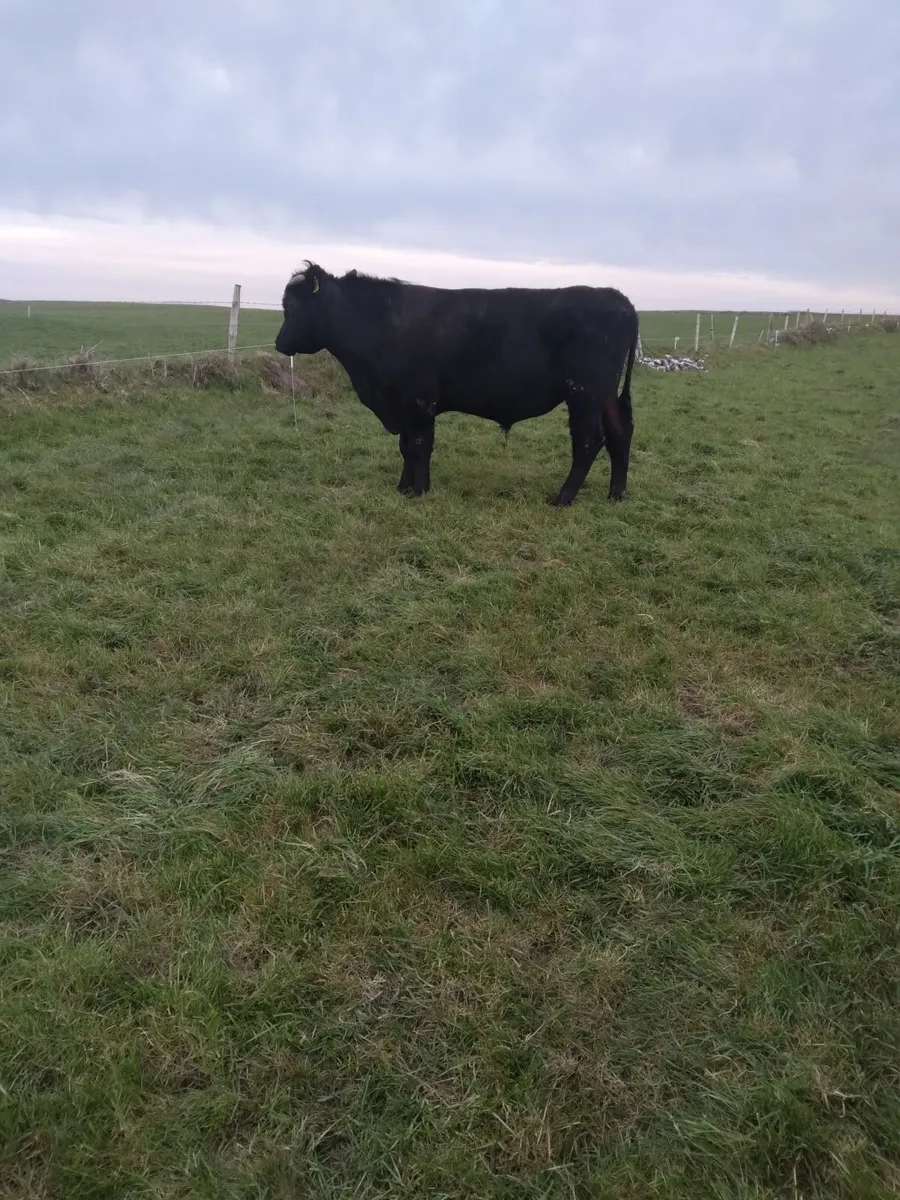 Teaser bull - Image 3