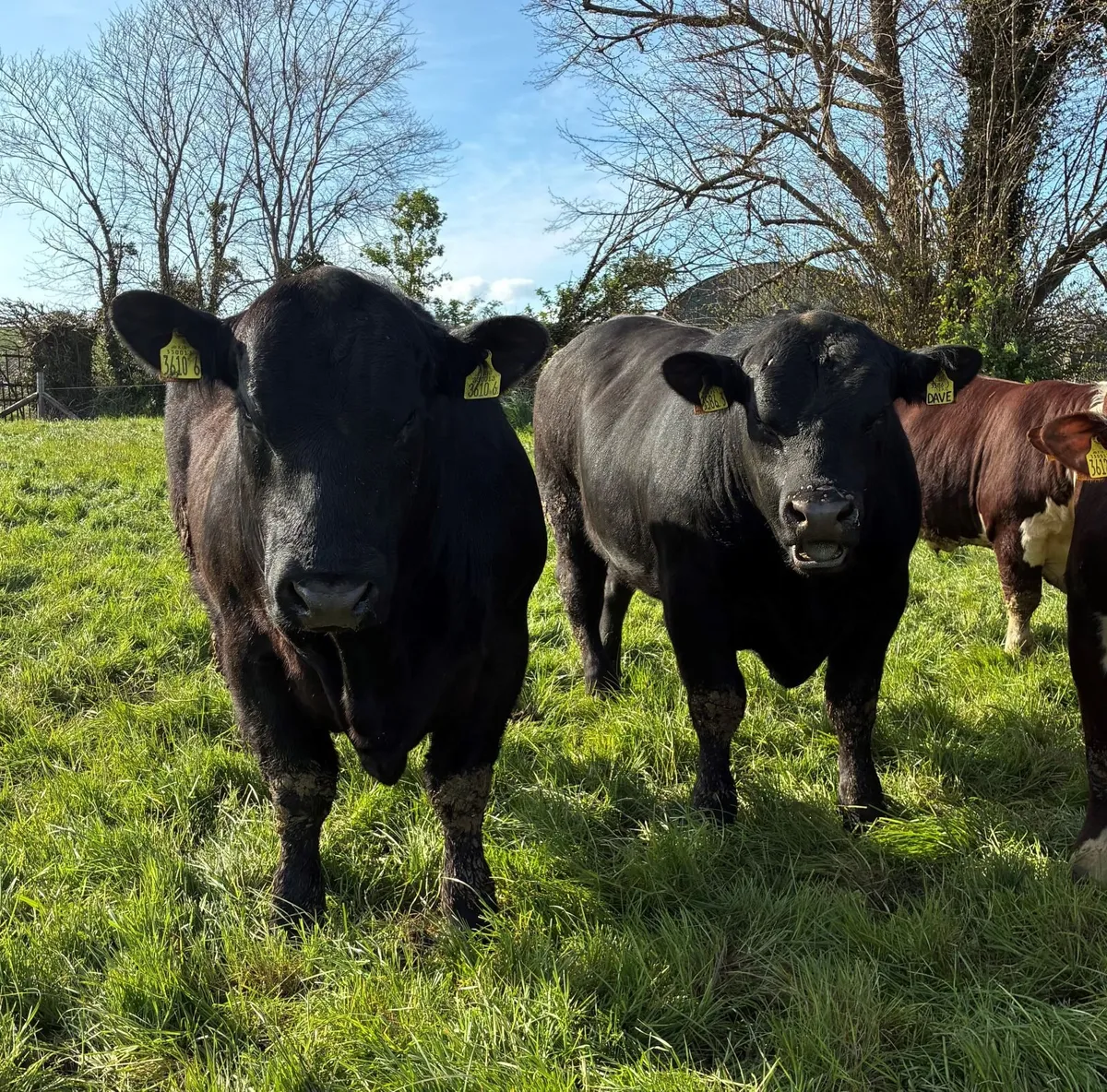 Pedigree Angus Bulls - Image 1