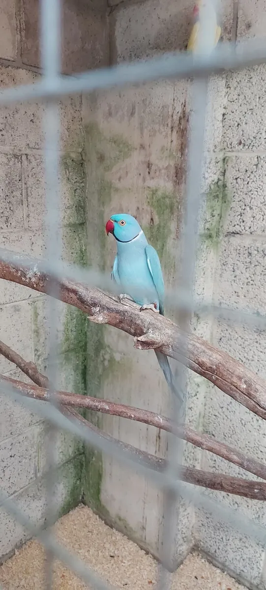 Ring Necks - Image 2