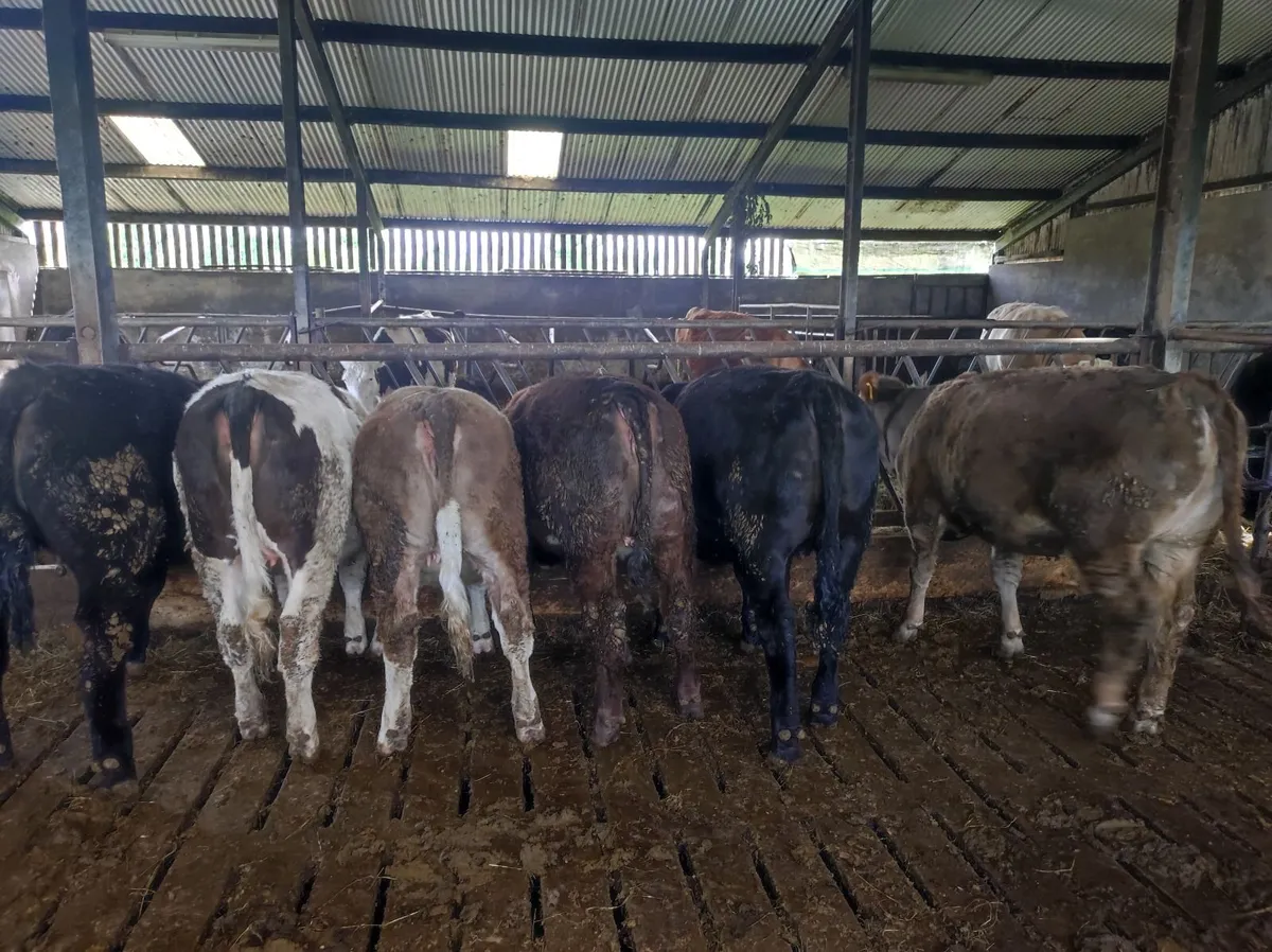 Weanling heifers - Image 1