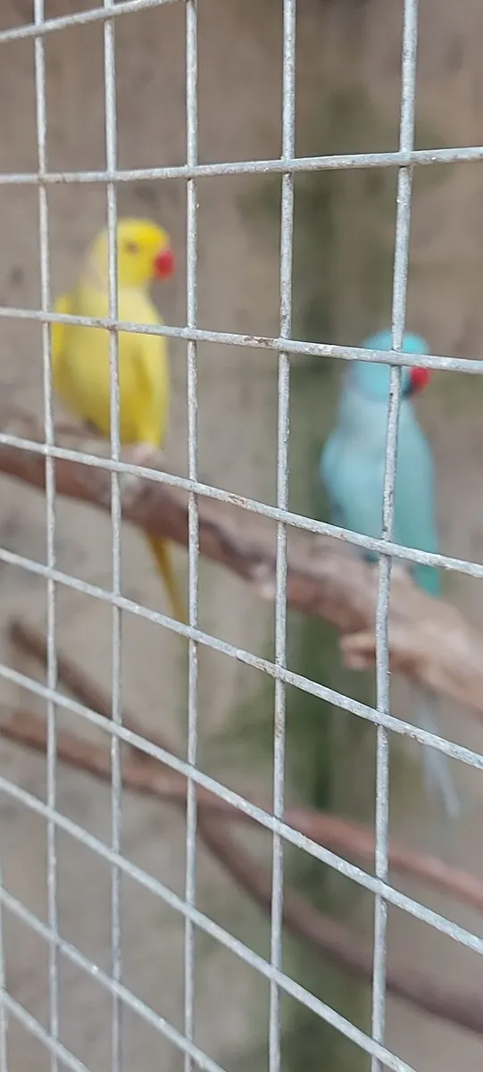 Ring Necks - Image 1