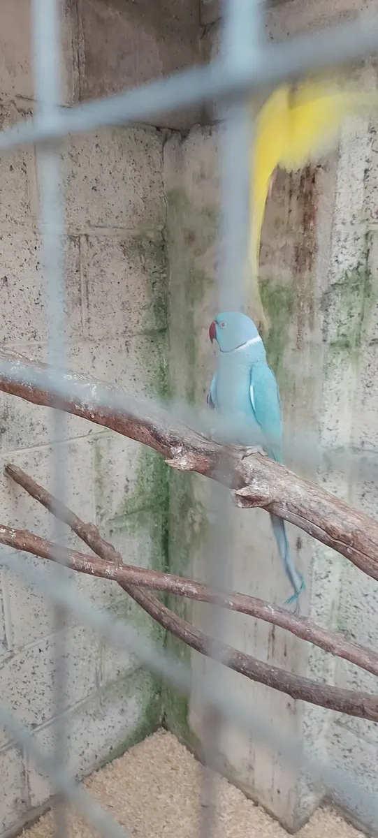 Ring Necks - Image 4