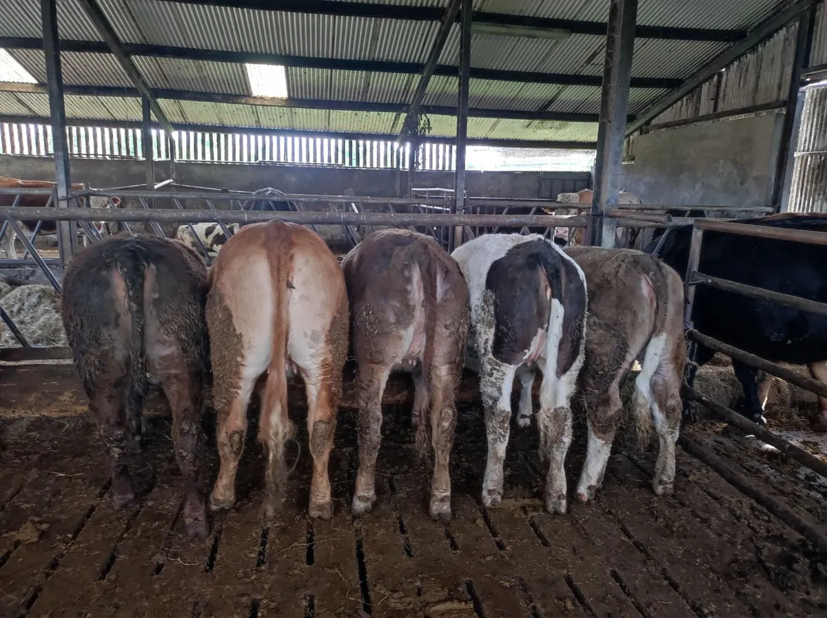 Weanling heifers - Image 3