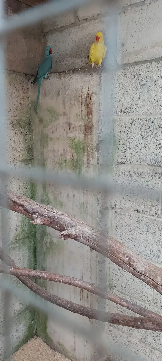 Ring Necks - Image 3