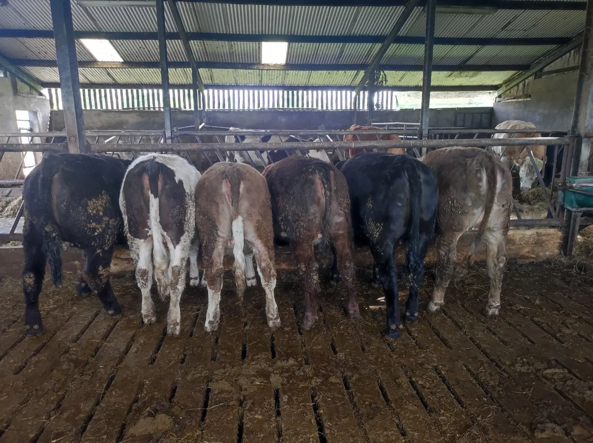 Weanling heifers - Image 2