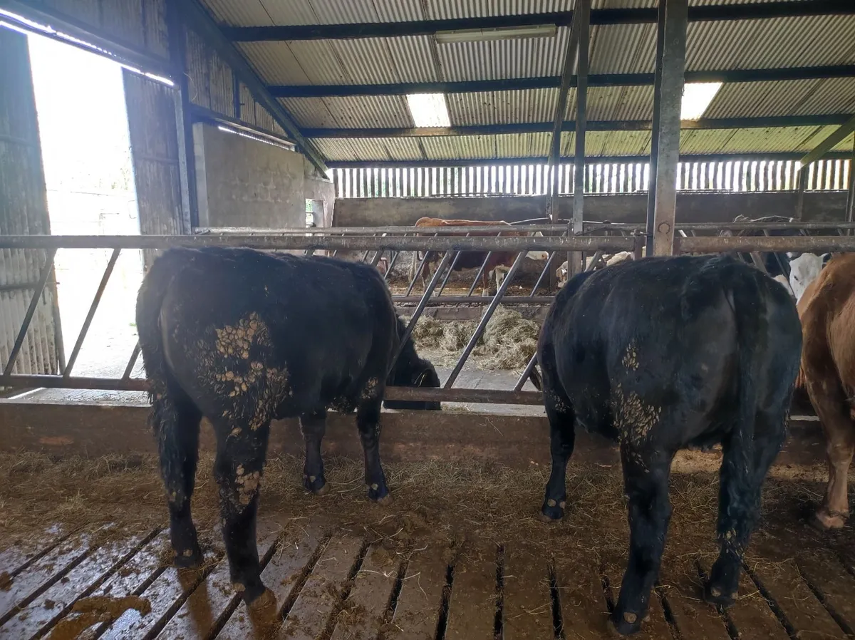 Weanling heifers - Image 4