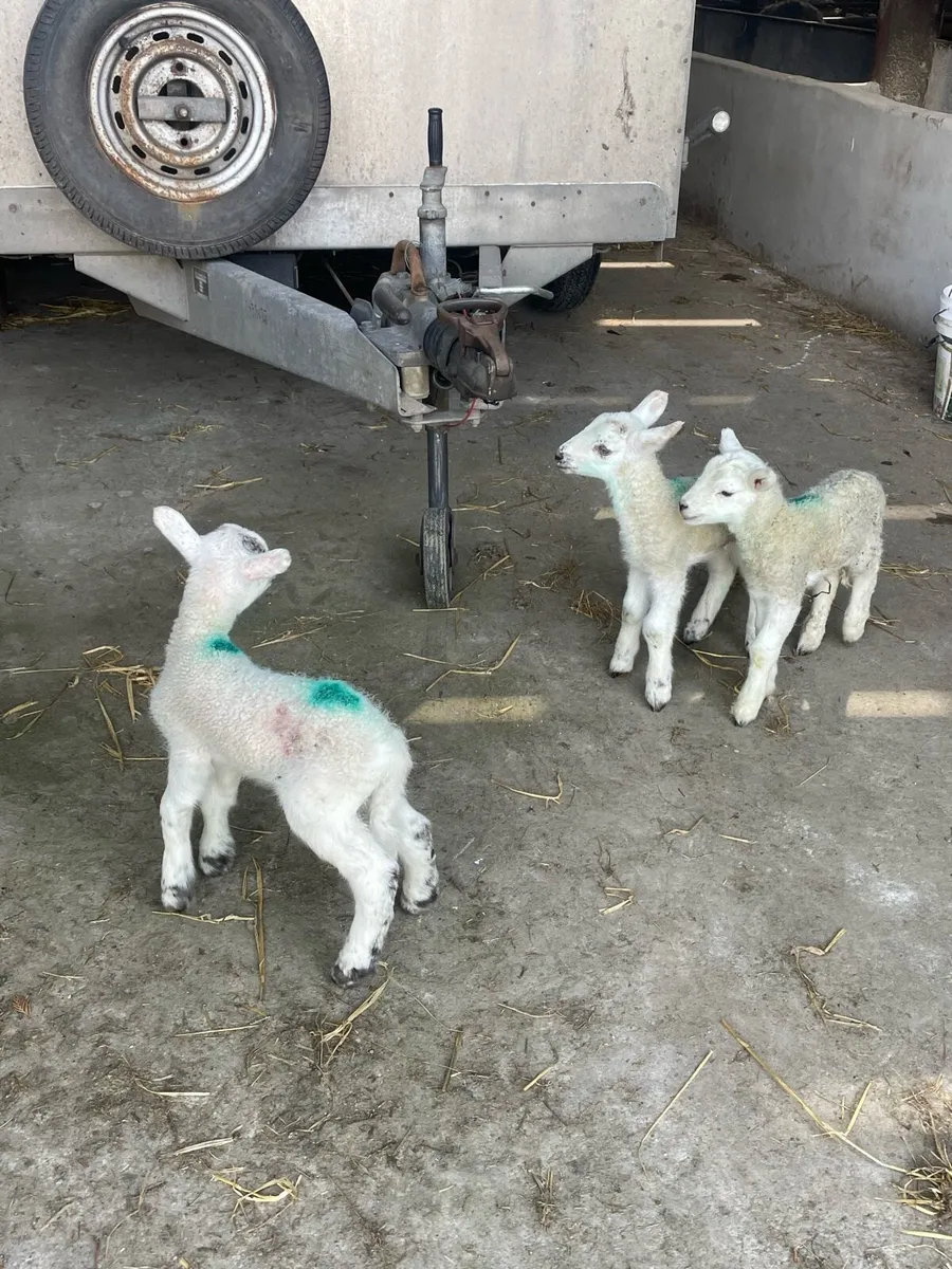 Pet lambs - Image 1