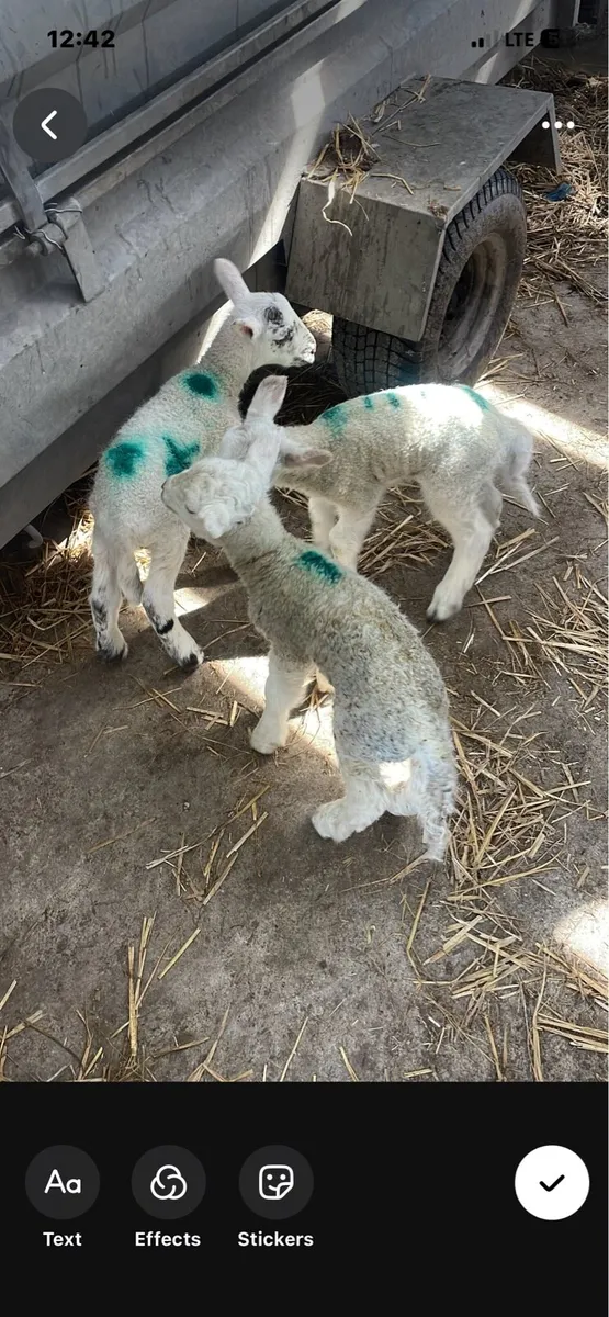 Pet lambs - Image 2