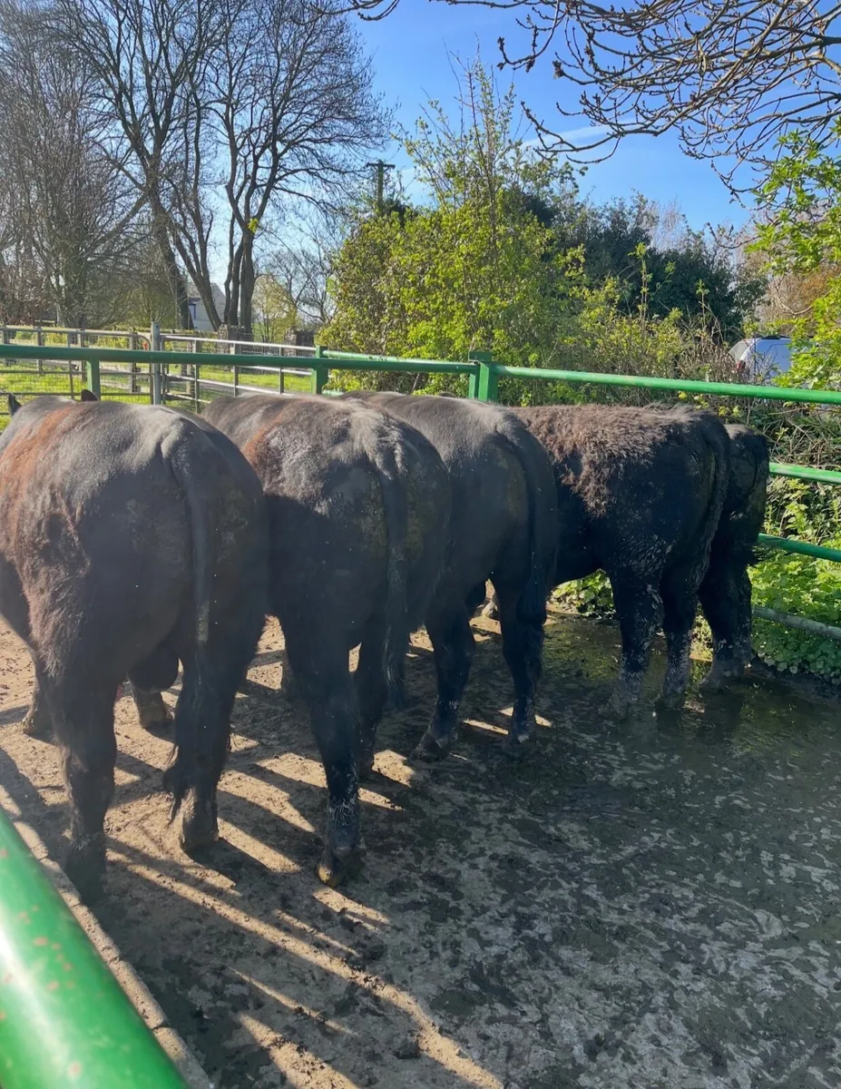 Pedigree Angus BULLS and HEIFERS For Sale - Image 1
