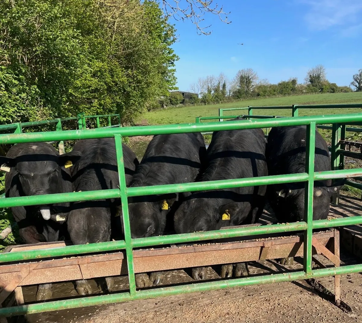 Pedigree Angus BULLS and HEIFERS For Sale - Image 2