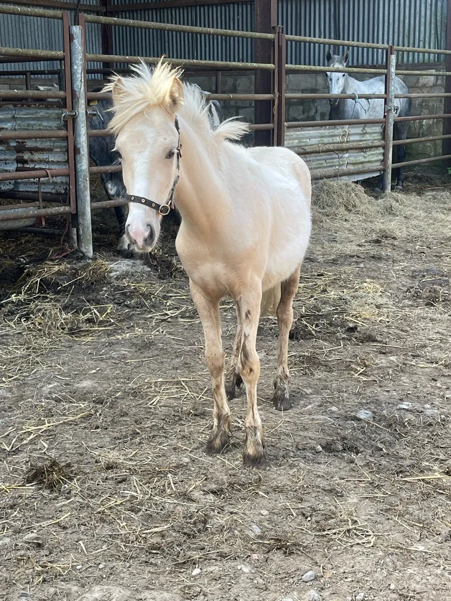 ✨Peanut✨ - Image 2