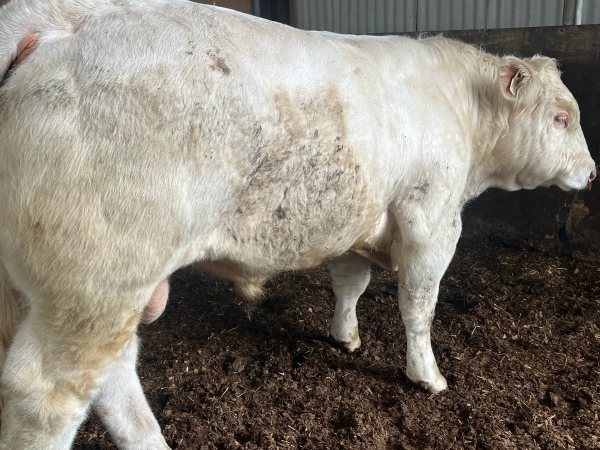Easy calving Charolais bull - Image 1