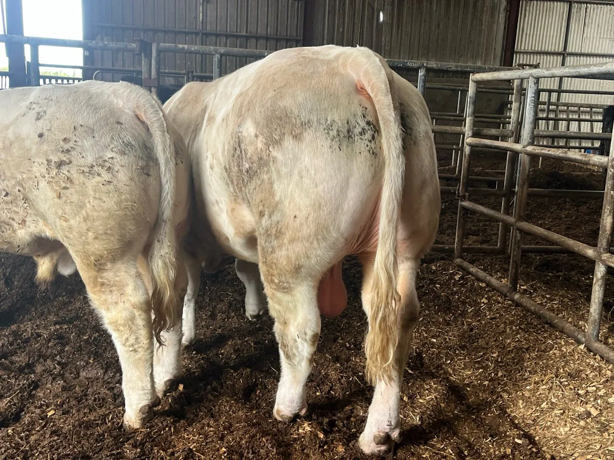 Easy calving Charolais bull - Image 2