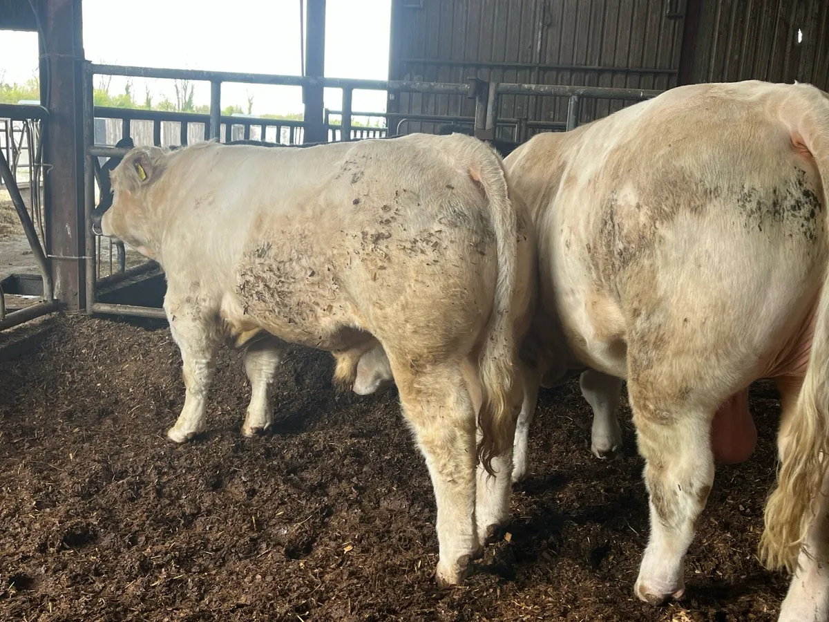 Easy calving Charolais bull - Image 3