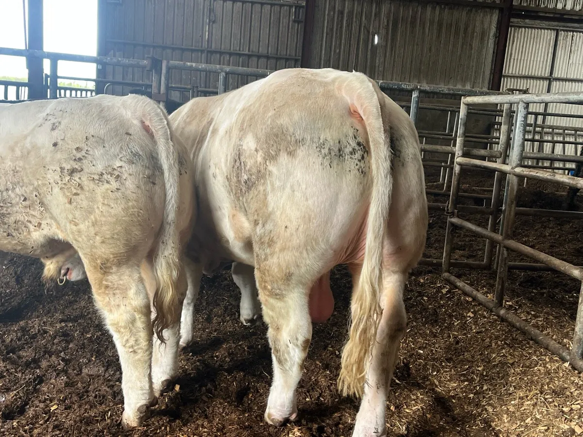 Easy calving Charolais bull - Image 4