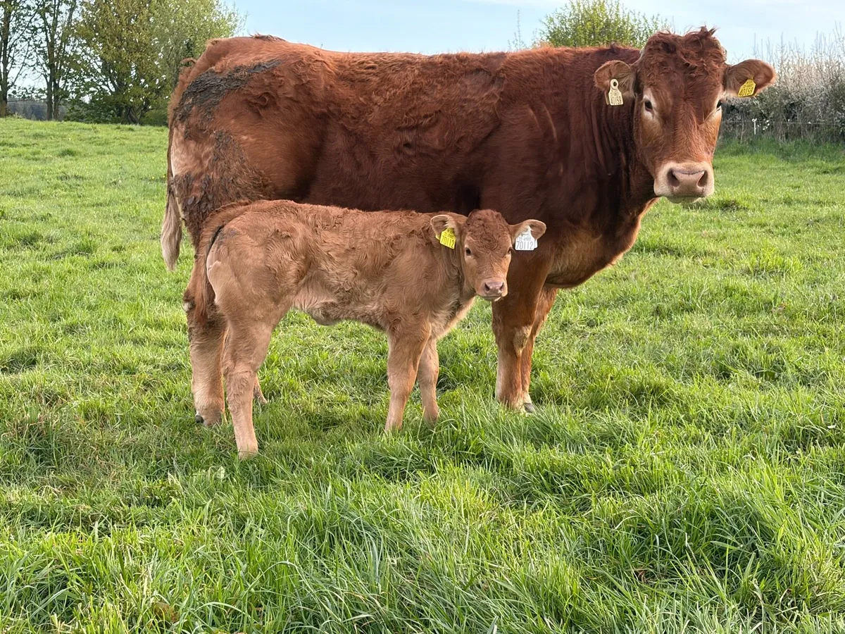 Ballinasloe mart Saturday 25th April - Image 1