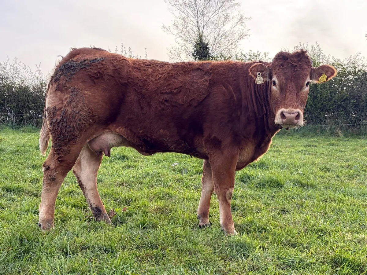 Ballinasloe mart Saturday 25th April - Image 2