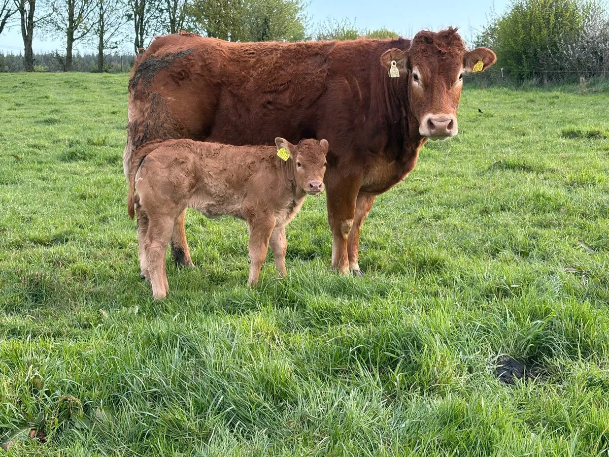 Ballinasloe mart Saturday 25th April - Image 4