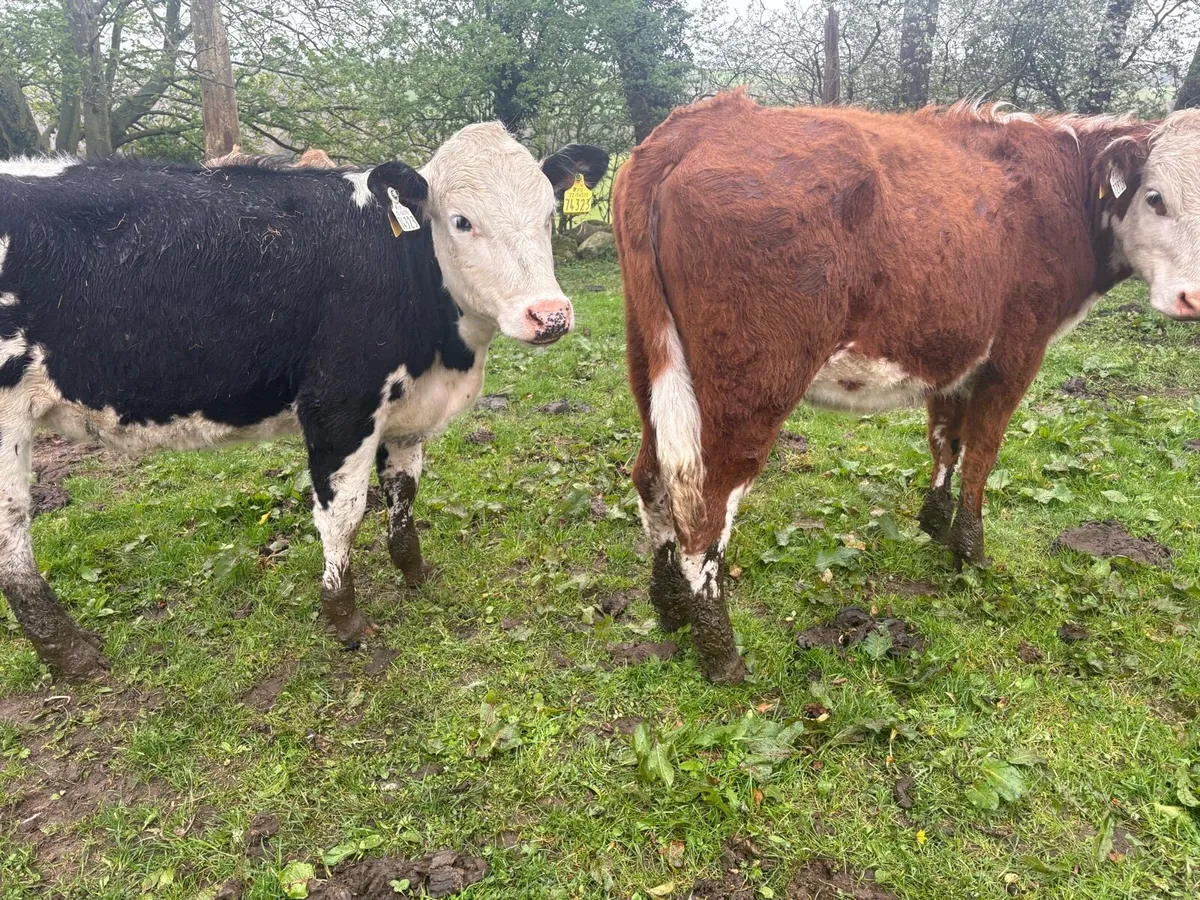 heifers - Image 1