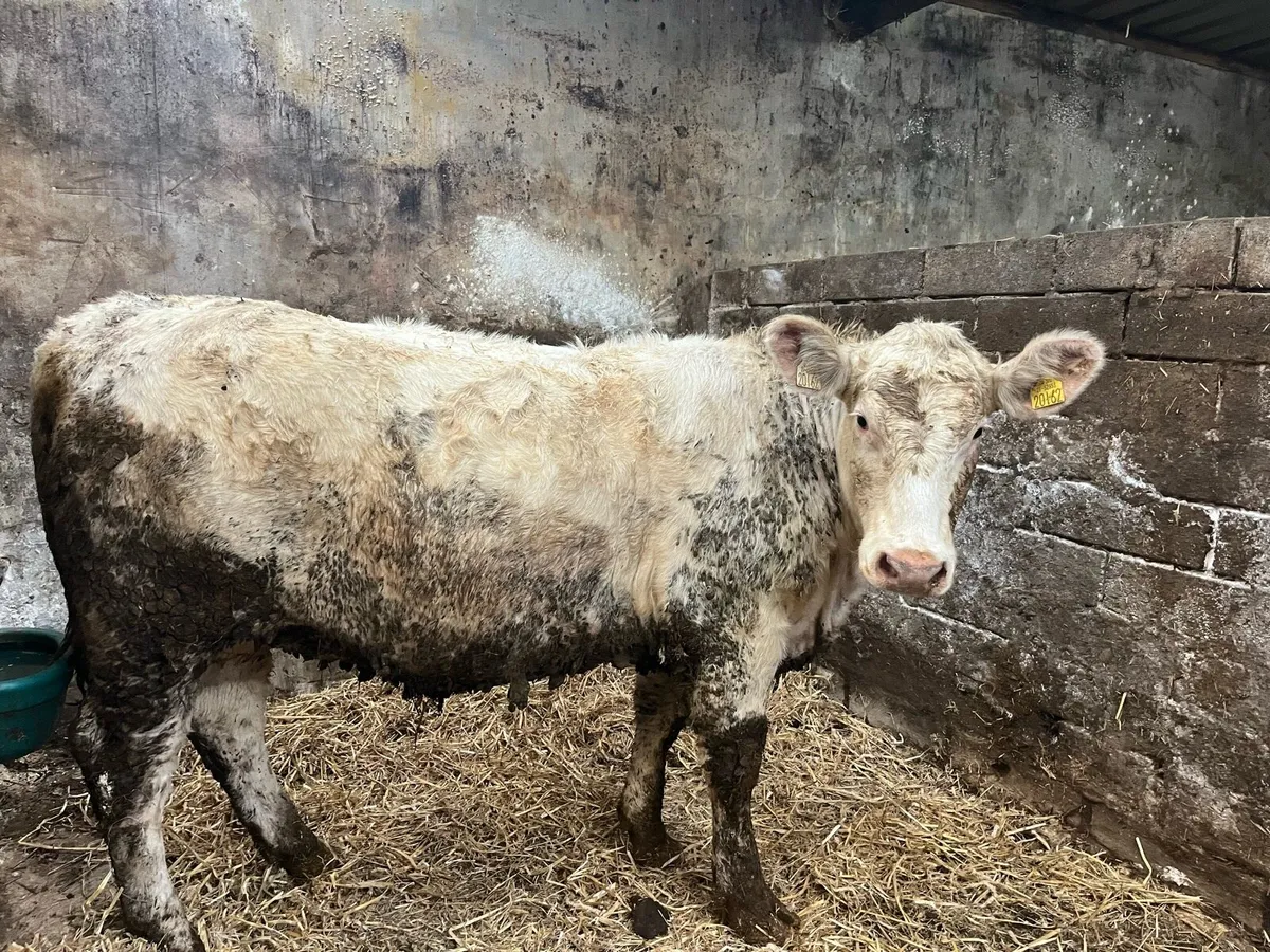 PBNR Shorthorn Heifers - Image 2