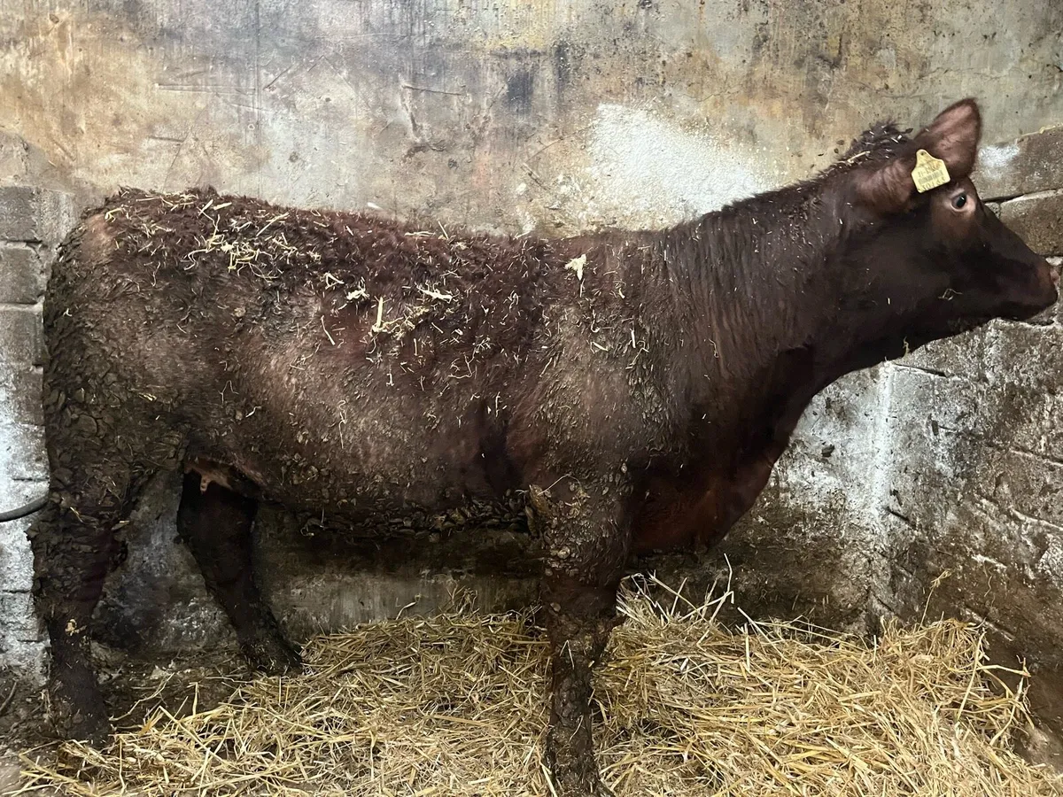 PBNR Shorthorn Heifers - Image 3