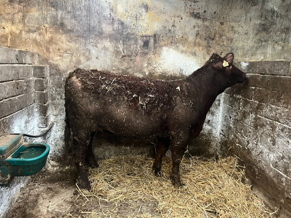 PBNR Shorthorn Heifers - Image 4