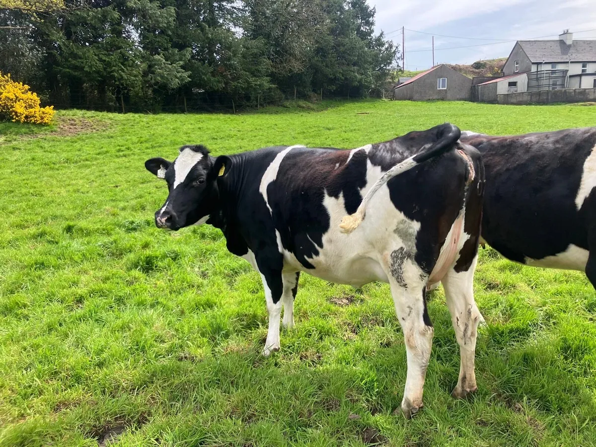 In calf heifers - Image 1