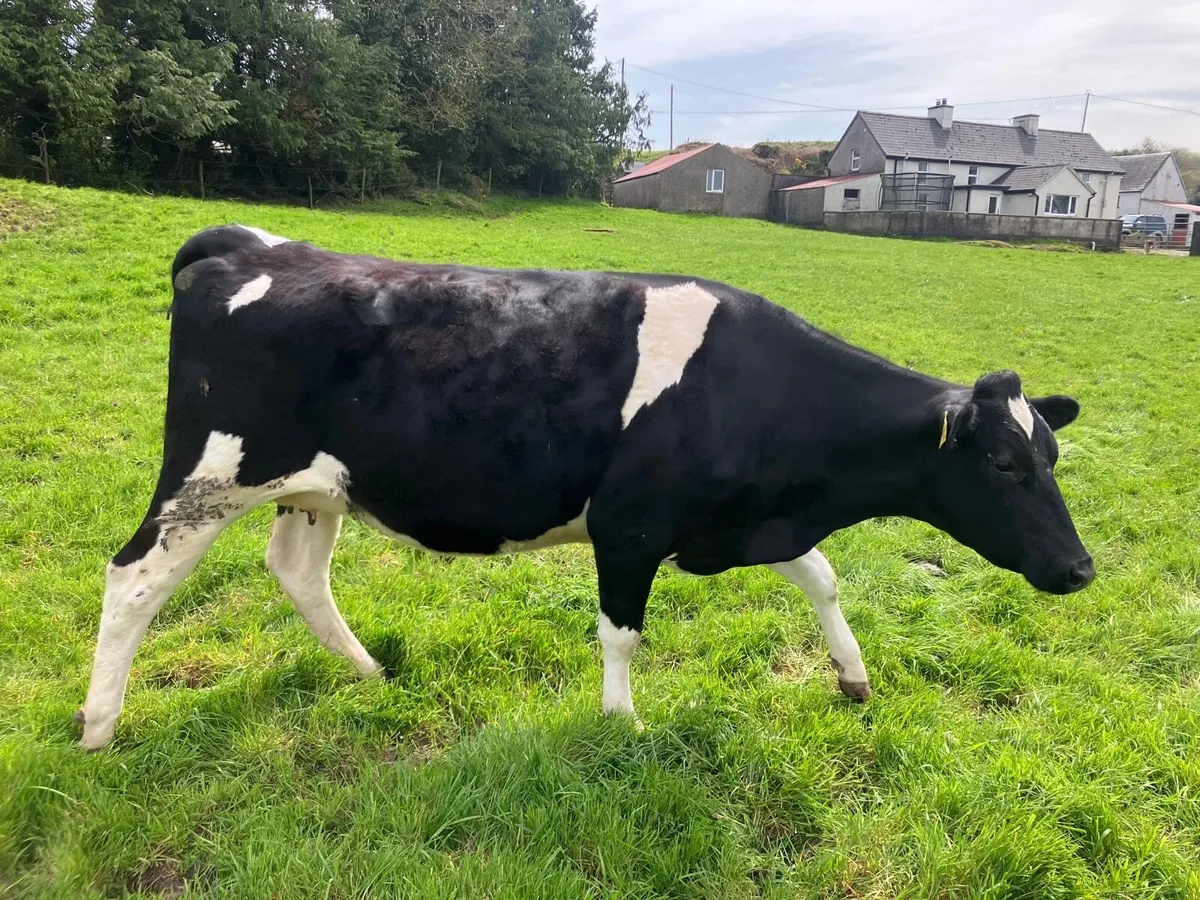 In calf heifers - Image 2