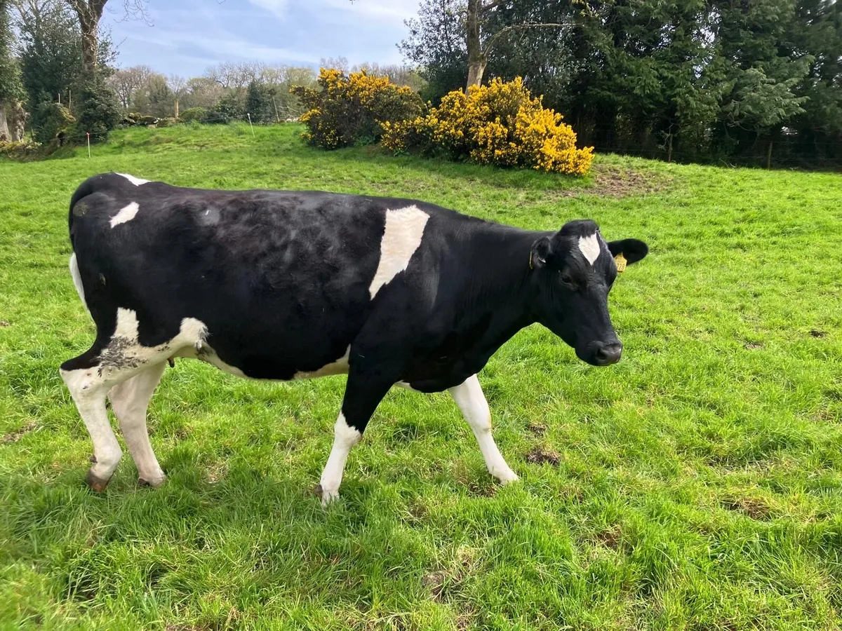 In calf heifers - Image 3