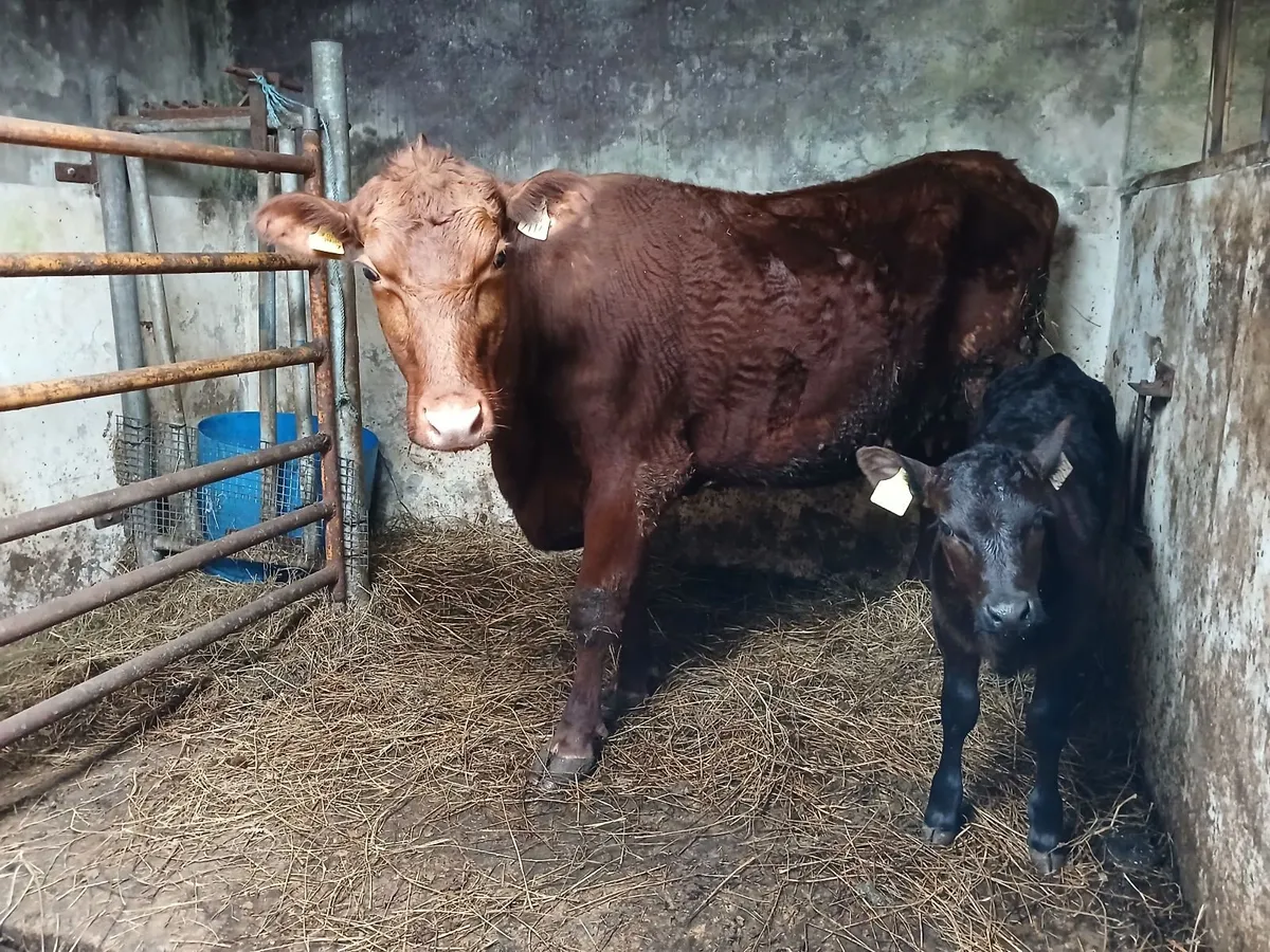 Heifer - Image 1