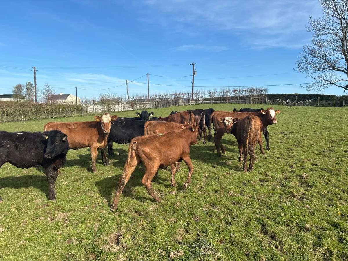 15 super limosin weanling heifers - Image 1