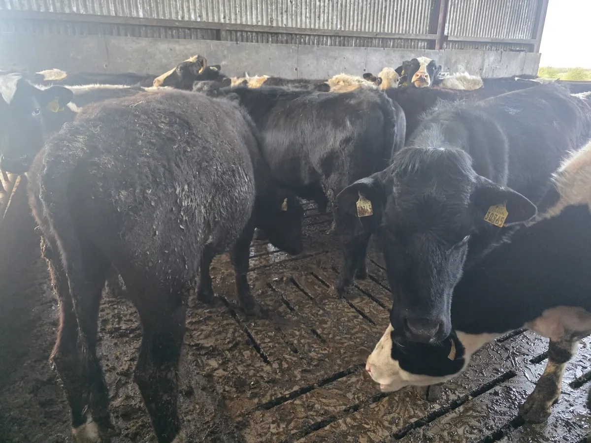 Store Grass Bullocks - Image 1