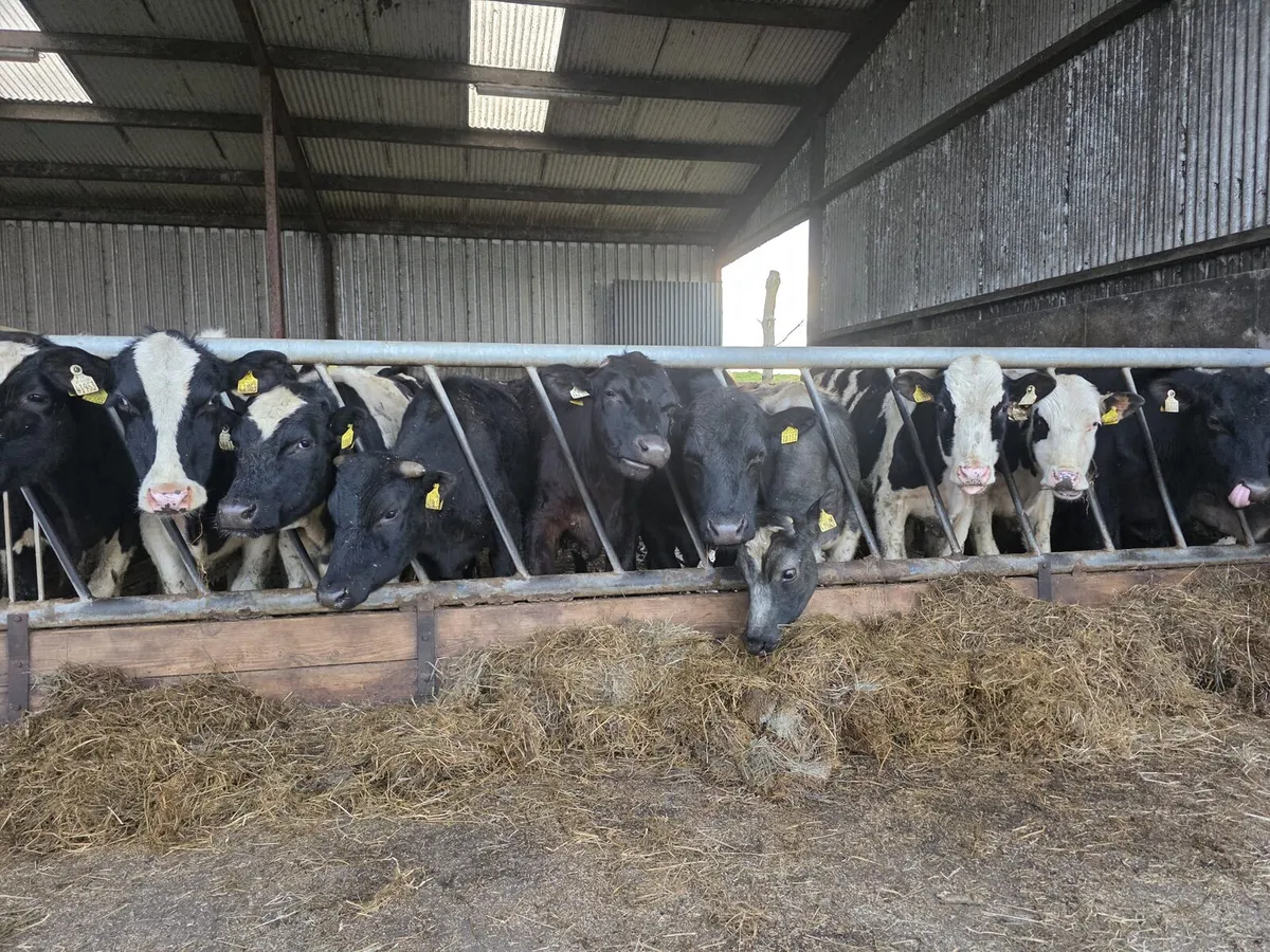 Store Grass Bullocks - Image 2