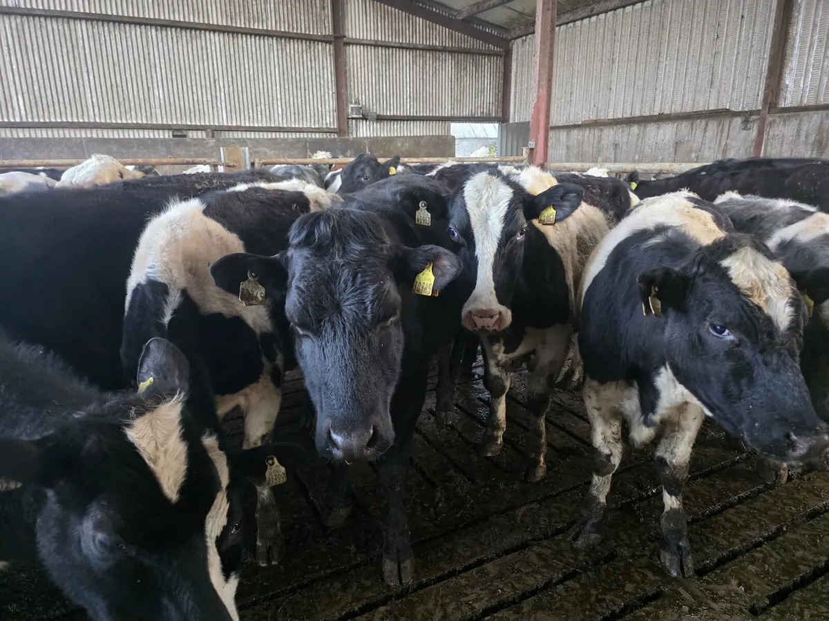 Store Grass Bullocks - Image 3