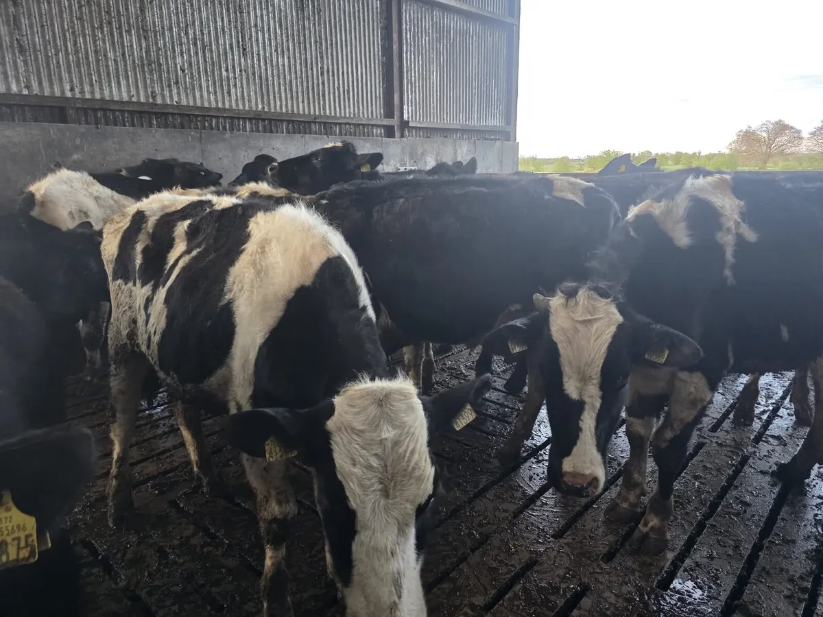 Store Grass Bullocks - Image 4