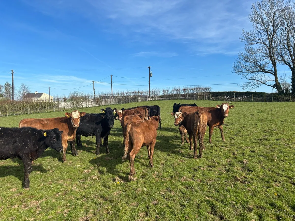 15 super limosin weanling heifers - Image 2