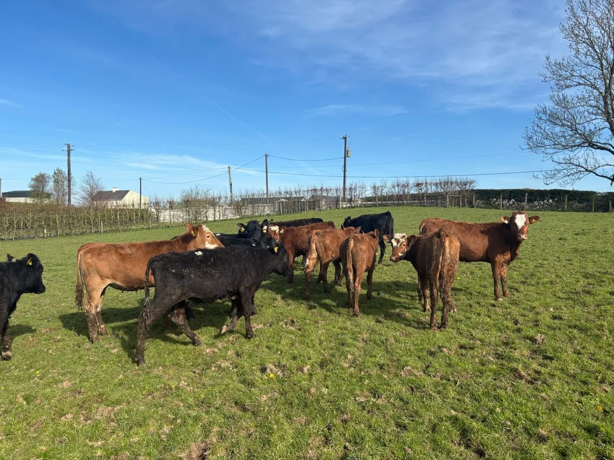 15 super limosin weanling heifers - Image 3