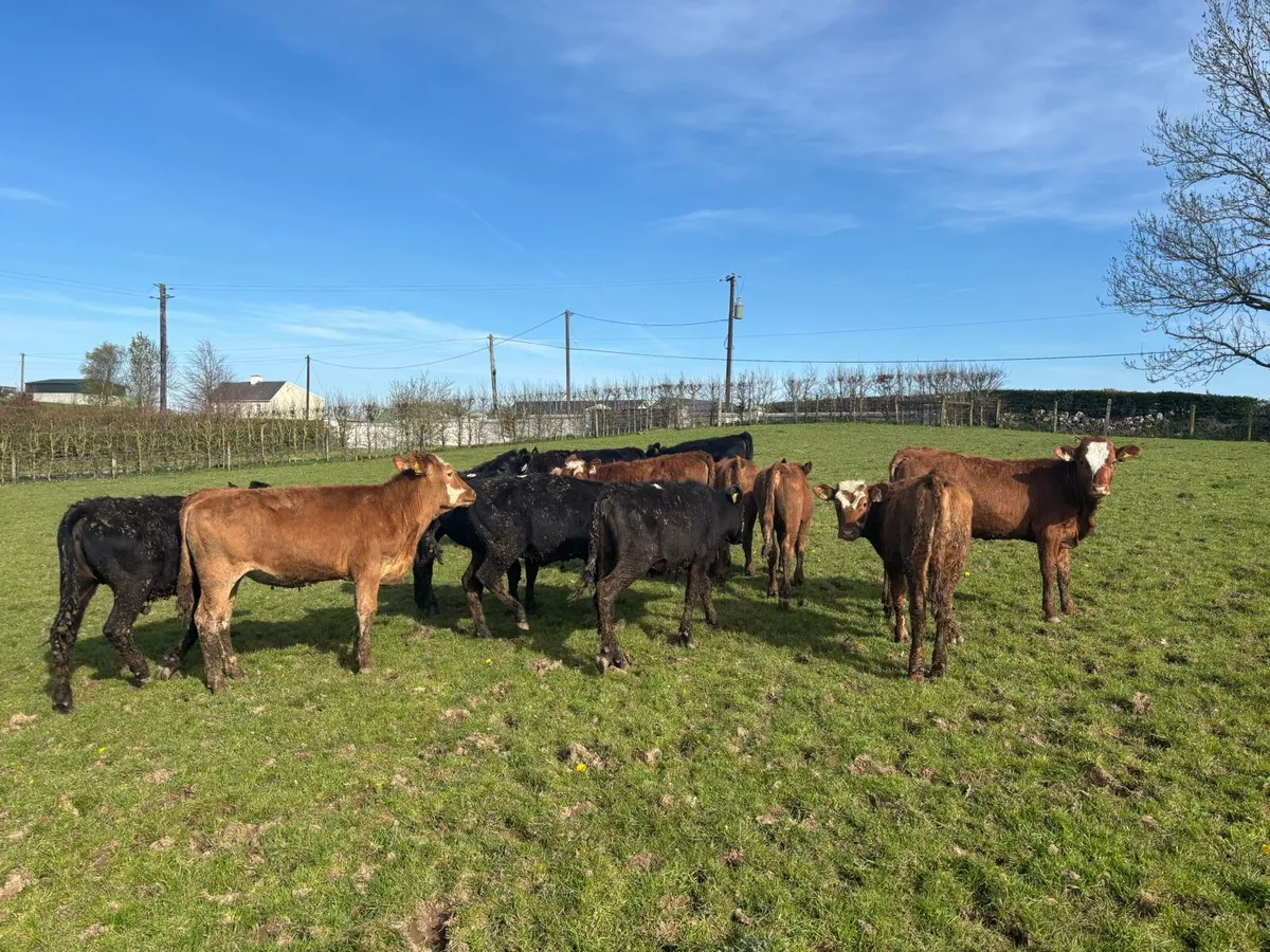15 super limosin weanling heifers - Image 4