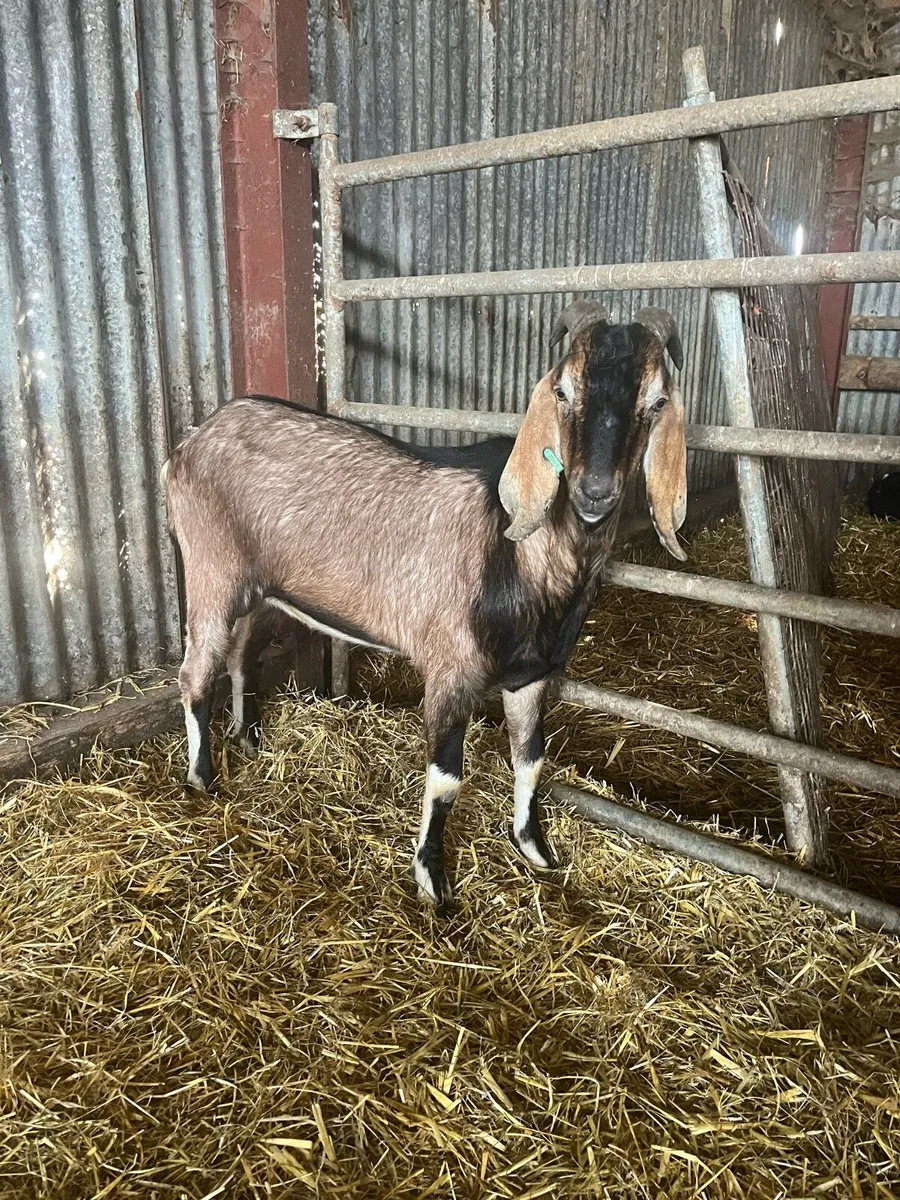 Anglo Nubian Goats - Image 1