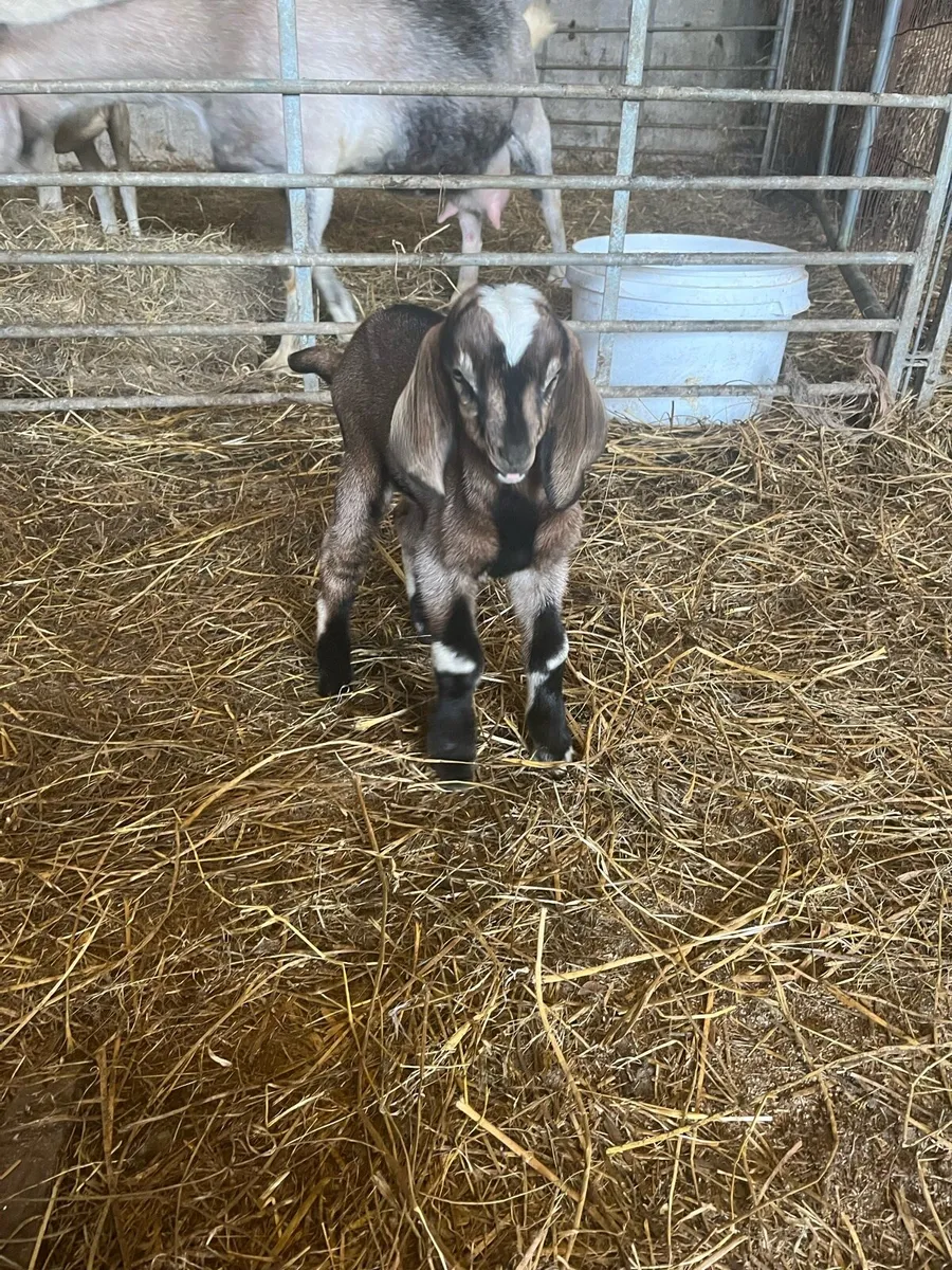 Anglo Nubian Goats - Image 2