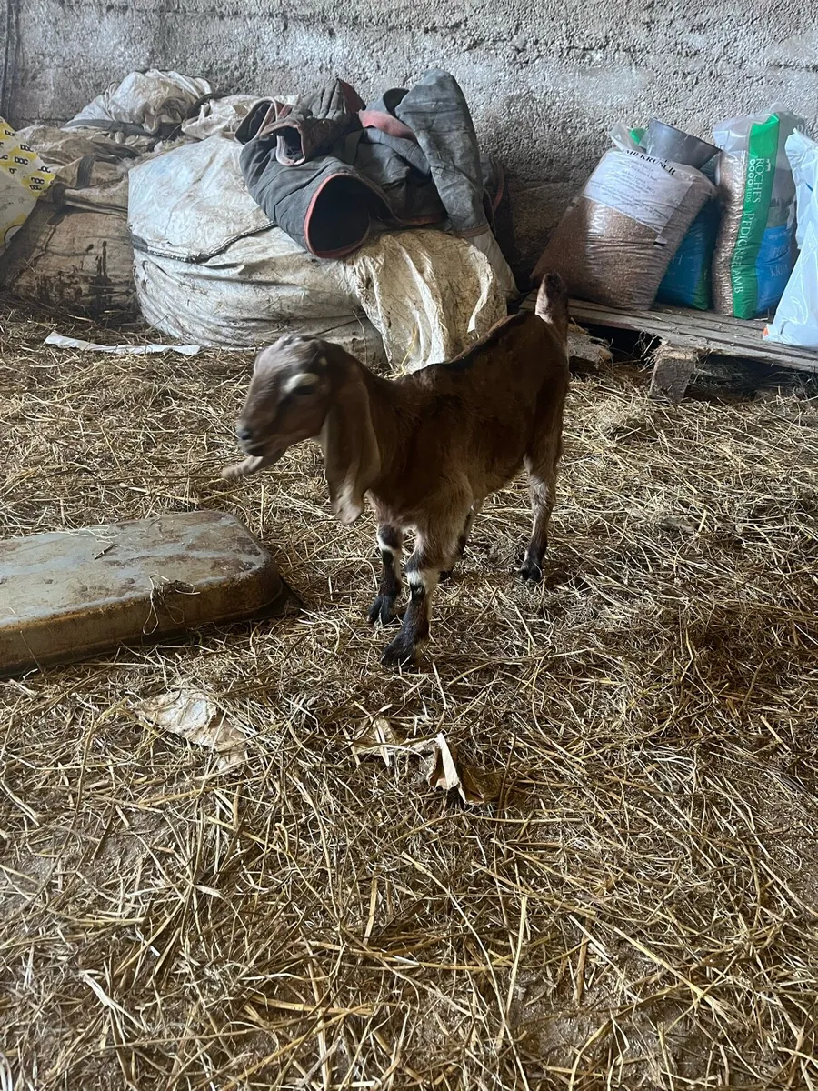 Anglo Nubian Goats - Image 3