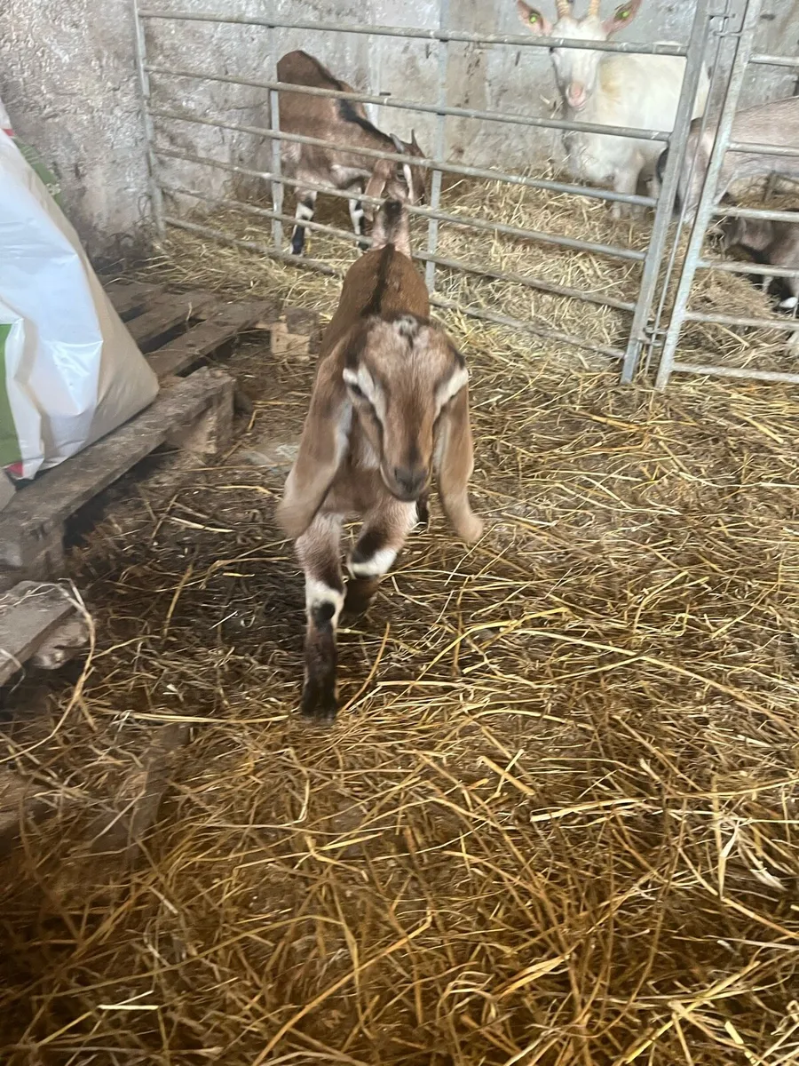 Anglo Nubian Goats - Image 4