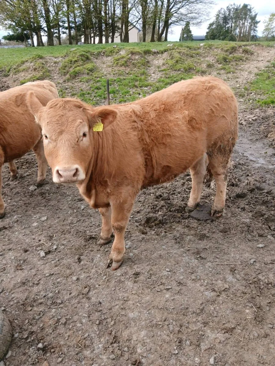 2 weanling heifers - Image 1