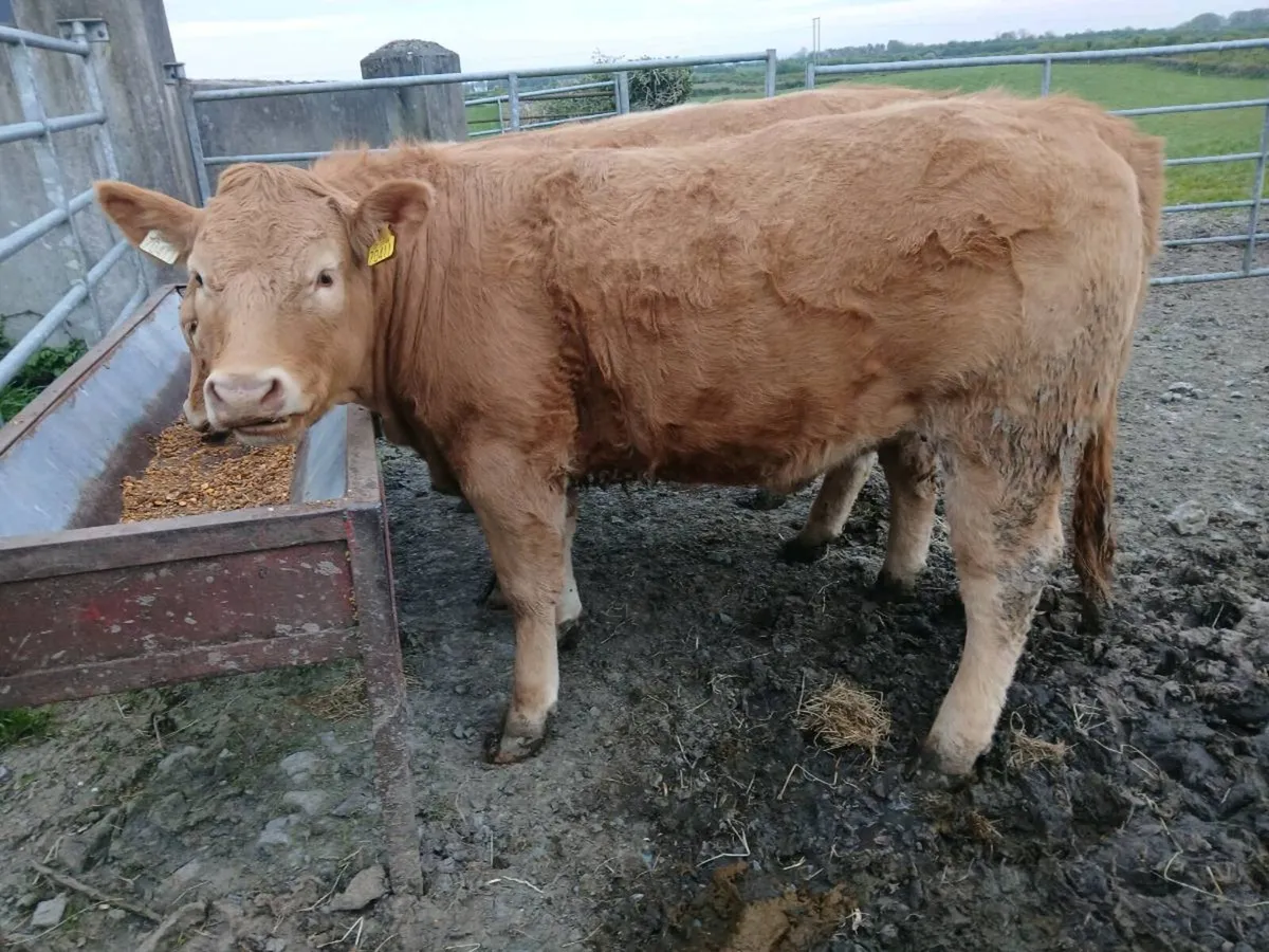 2 weanling heifers - Image 2