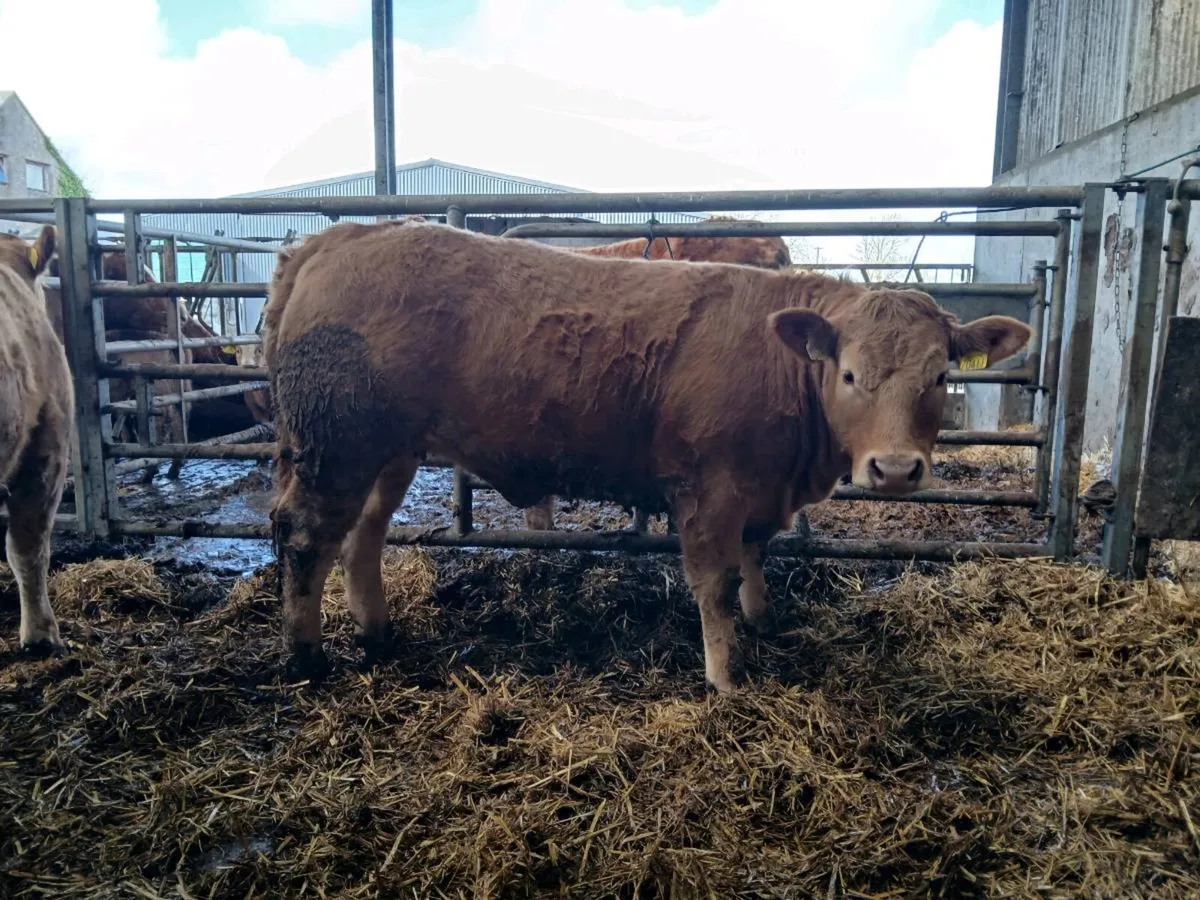 2 weanling heifers - Image 4