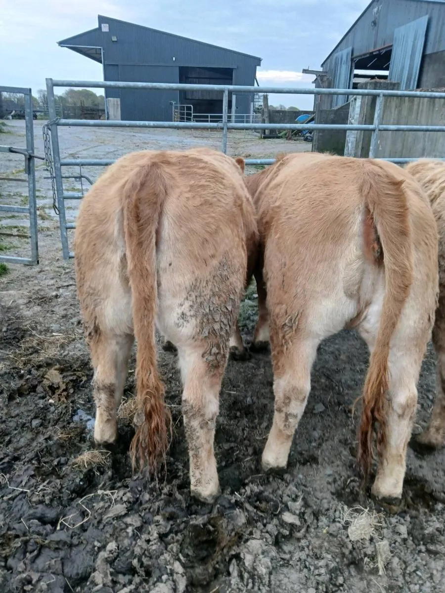 2 weanling heifers - Image 3