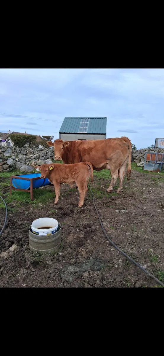 Super cow and calf - Image 1