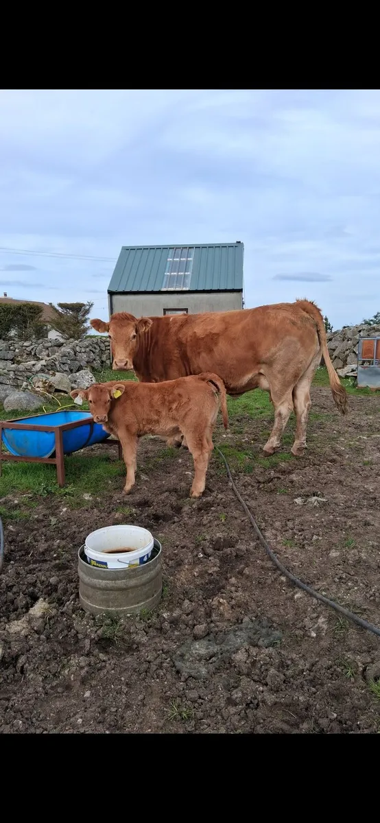 Super cow and calf - Image 2