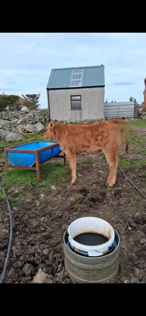 Super cow and calf - Image 3