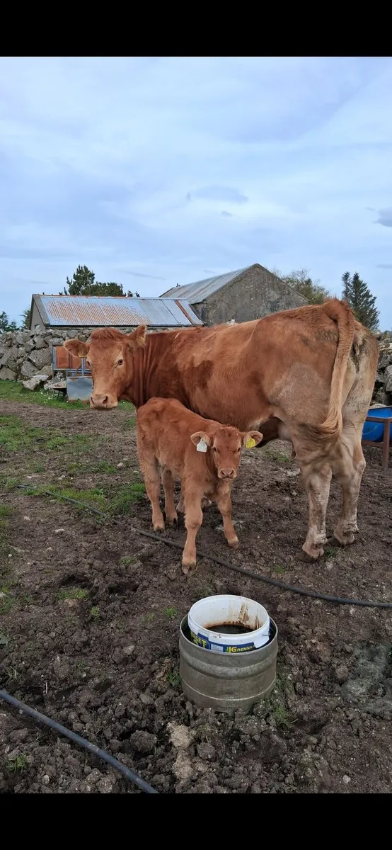 Super cow and calf - Image 4